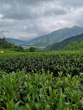Load image into Gallery viewer, Oolong Tea: Golden Jade (Four Seasons "green" oolong)