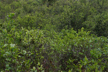 Load image into Gallery viewer, Puerh Tea: People's Puerh