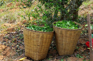 Black Tea: Yunnan Golden Tips (Old Growth Trees)