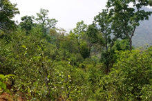 Load image into Gallery viewer, (Back in stock!) Black Tea: Yunnan Golden Tips (Old Growth Trees)