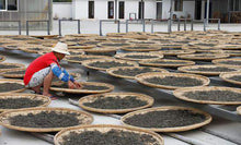 Load image into Gallery viewer, Puerh Tea: Gold Leaf (Pressed Cakes and Tuochas) (Old Bush)