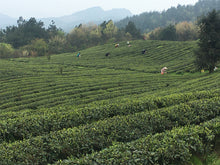 Load image into Gallery viewer, Green Tea: Jasmine Essence (traditional process/no perfumes or oils)