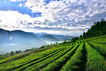 Load image into Gallery viewer, Oolong Tea: Amber Jade (roasted)