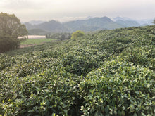 Load image into Gallery viewer, New! Green Tea: Dragonwell (Fresh Harvest!)