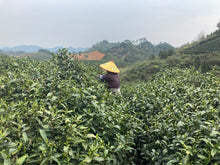 Load image into Gallery viewer, New! Green Tea: Dragonwell (Fresh Harvest!)