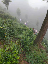 Load image into Gallery viewer, Green Tea: White Jade (Chinese Gyokuro) Fresh Harvest!