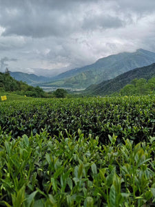 Oolong Tea: Golden Jade (Four Seasons "green" oolong)