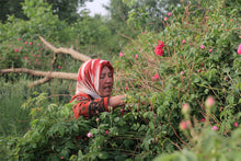 Load image into Gallery viewer, NEW! Damask Rose Buds (Fresh Spring Harvest)