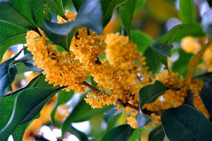 Wild Tree Blend: Osmanthus Oolong