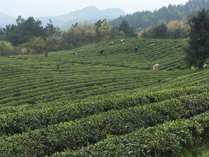 White Tea: White Peony (Premium) Fresh Spring Harvest!